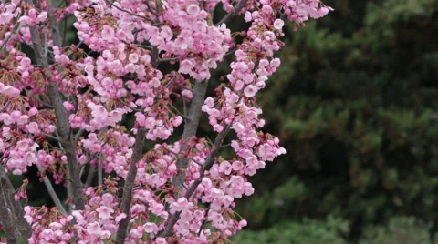 Detail and close view of Sakura tree branches and flowers in spring time. Stock Footage 55721282