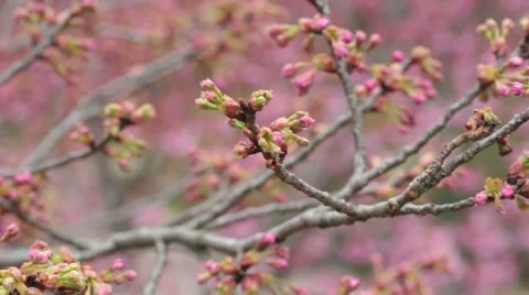 Detail and close view of Sakura tree branches and flowers in spring time. Stock Footage 55723574