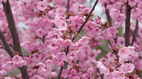 Detail and close view of Sakura tree branches and flowers in spring time. Stock Footage 55724558