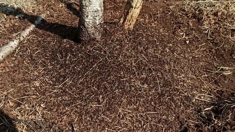 Detail of an anthill Stock Footage 130130069