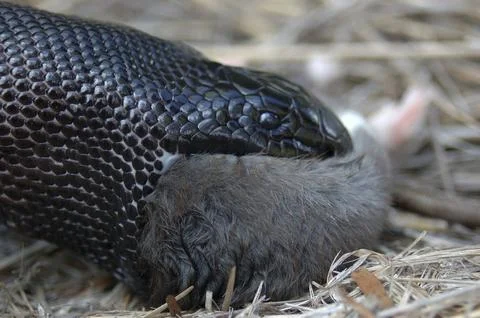 Detail of Australian black headed python, Aspidites melanocephalus, swallowing a 스톡 사진
