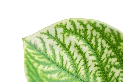 Detail of the backlit texture and pattern of a fig leaf plant, the veins form Foto stock
