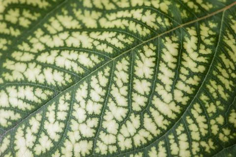 Detail of the backlit texture and pattern of a fig leaf plant, the veins form Foto stock