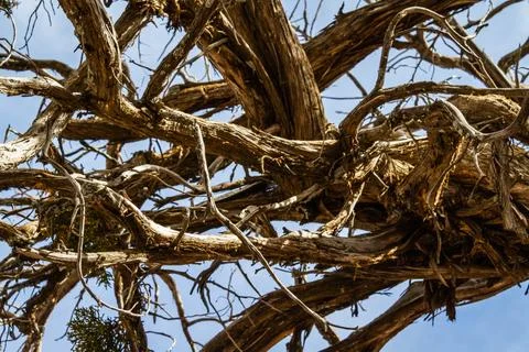 Detail of bare tree branches Fotos Stock