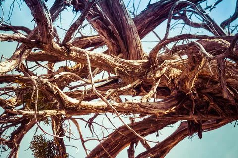 Detail of bare tree branches Photos