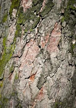 Detail of the bark of an old tree Stock Photos