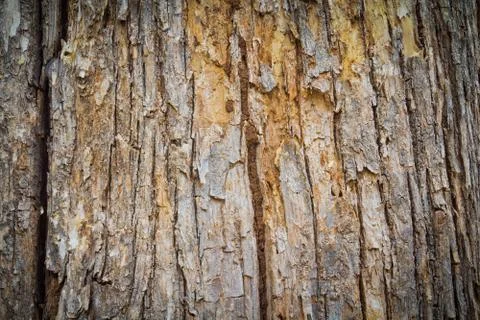 The detail of the bark Stock Photos