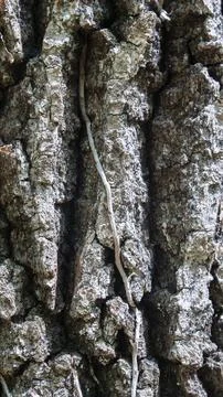 Detail of the bark of a pine tree Stock Photos