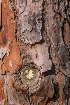 Detail, bark of pine trunk Stock Photos