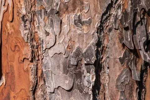 Detail, bark of pine trunk Stock Photos