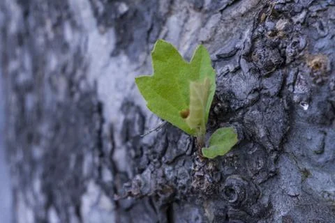 Detail on bark tree with blurred effect purple background detail Stock Photos