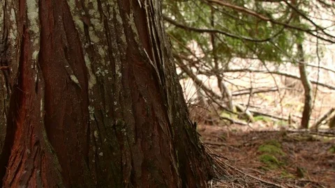 Detail bark tree cedar oregon wet damp forest Stock Footage 81643264