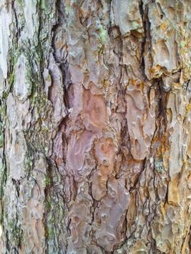 Detail of the bark of a tree Stock Photos