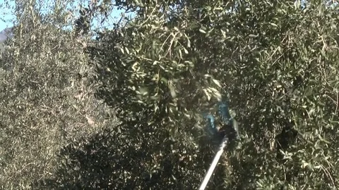 Detail of the beating of the olives Stock Footage 84177525