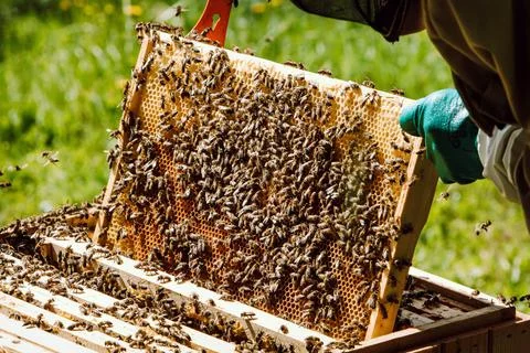 Detail of bee frames full of bees and honey Stock Photos