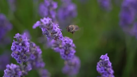 Detail of Bee staying and flying in different flowers of lavender in a sunny  Stock Footage 136476109