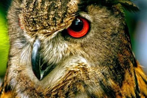 Detail of a bird of prey, owls Stock Photos