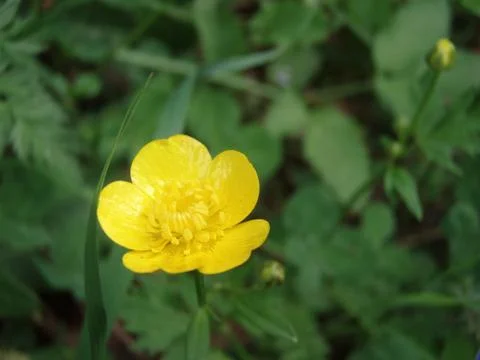 Detail bloom 写真素材