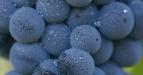 Detail of blue grape berries with dew drops, vertical movement Stock Footage 219613499