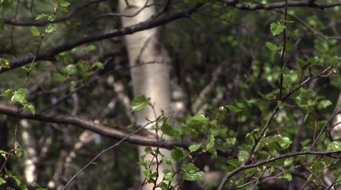 Detail branches of the beech 스톡 동영상 52068374