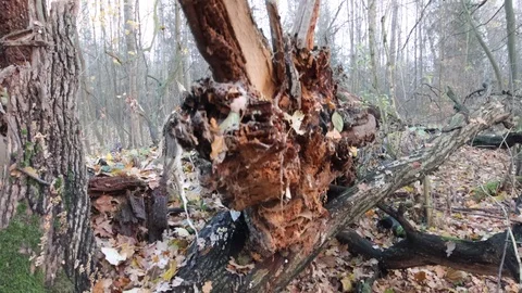 Detail of breaking point from a old broken tree after storm Video stock 120648368