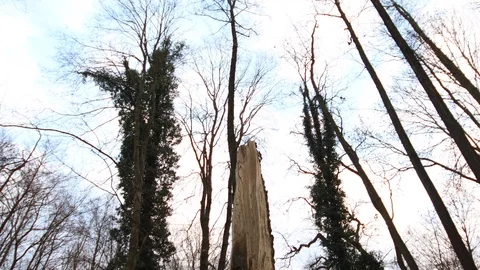 Detail of broken tree after the storm Stock Footage 123980643