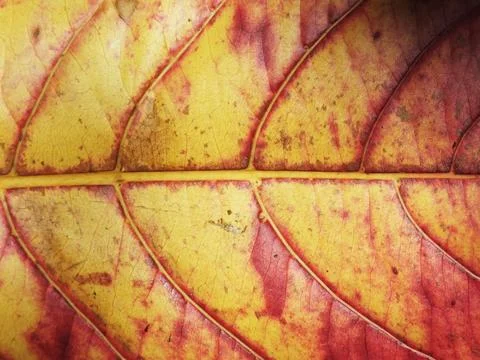 Detail of a brown dried leaf Stock Photos