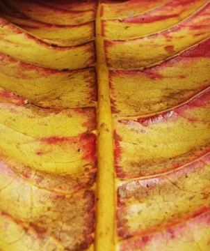 Detail of a brown dried leaf Stock Photos