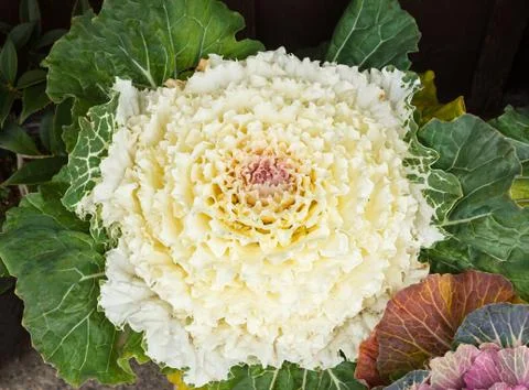 Detail of cabbage. Stock Photos