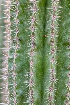 Detail of cactus Foto stock