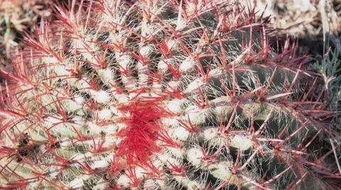 Detail of cactus with red spines 스톡 동영상 53046873