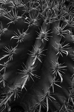 Detail cactus thorns sharp cluster spines of ferocactus plant background te.. Stock Photos