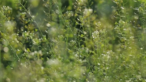 Detail of Capsella bursa pastoris plants Video stock 133281053