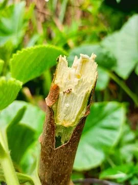 Detail of a cassava stem segment ready for planting. Stock Photos