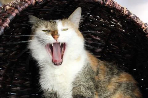 Detail of cat muzzle with bared teeth Stock Photos