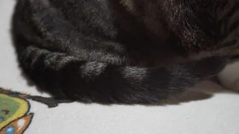 Detail of a cat's tail Stock Footage 145078991