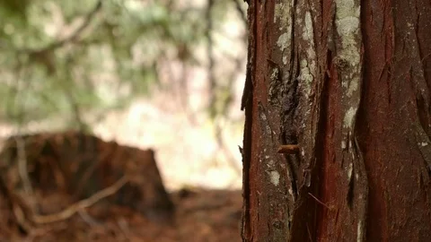 Detail of cedar tree trunk bark 1 Wet Rainy Cascade Mountain Oregon Forest in Stock Footage 81643153