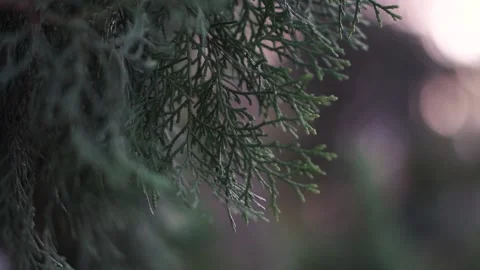 Detail Cemara Tree Forest 스톡 동영상 140178586