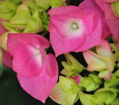 Detail of the central hydrangea button Stock-Fotos