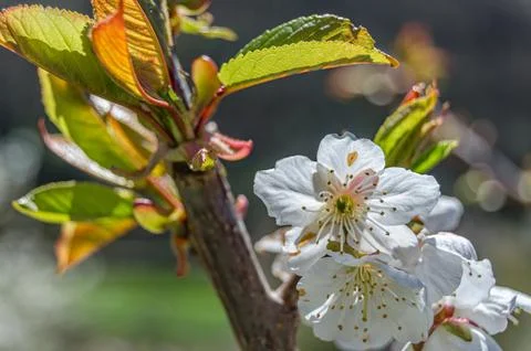 Detail of cherry blossoms Stock Photos