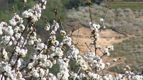 Detail cherry flowers on leafless branches Stock Footage 49652228