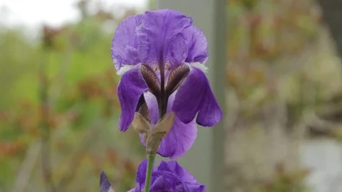 Detail closeup iris flower Stock Footage 74901441