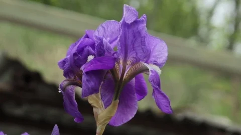 Detail closeup iris flower Stock Footage 74901456