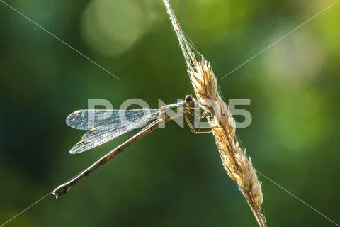 Detail closeup of a western willow emerald damselfly Chalcolestes viridis Stock Photos