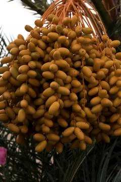 Detail of a cluster of dates Stock Photos