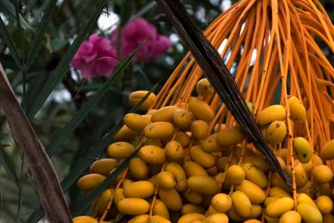 Detail of a cluster of dates Stock Photos