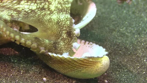 Detail of coconut octopus using tentacle to hold mollusk shell, zoom out Stock Footage 160973960