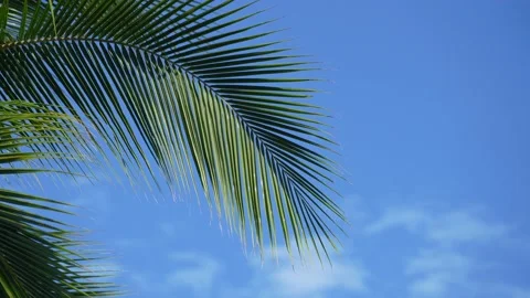 Detail of coconut trees leaf in the wind with blue sky background Stock Footage 164771738