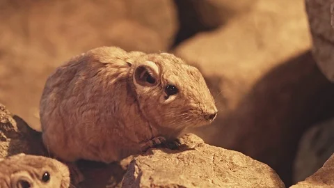 Detail of the common gundi (Ctenodactylus gundi), species of rodent Stock Footage