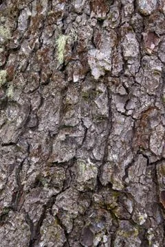 Detail, conifer bark Stock Photos